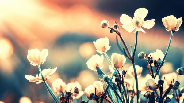 white flowers with light warming the petals, blurred background with warm and cool tones