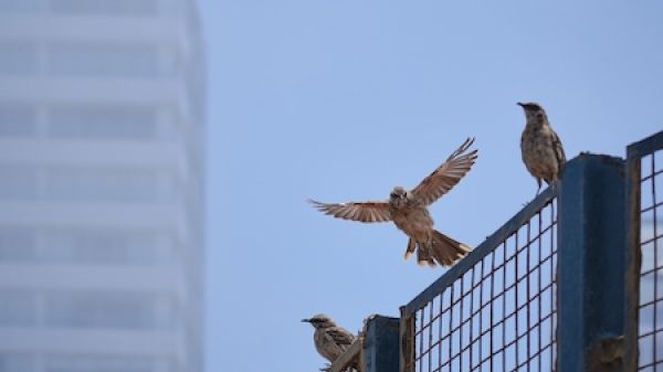 Mockingbirds perch on wire fence in urban area