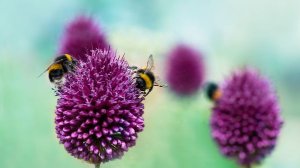 three bees sitting on purple flowers