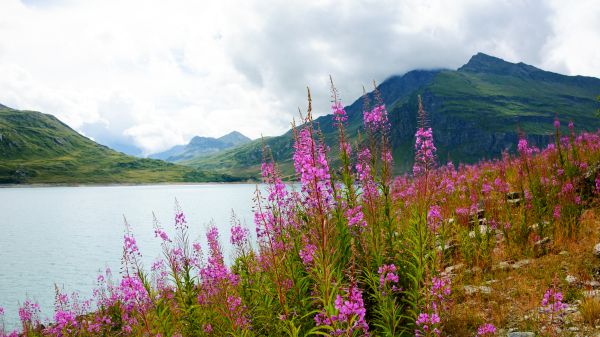 pink fireweed in front of mountains, water, and cloudy sky
