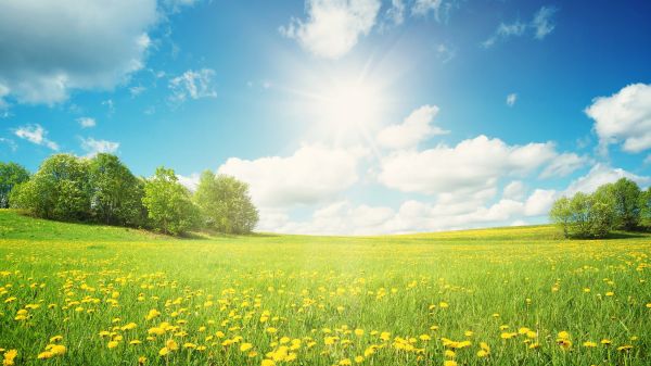 grassy hill with yellow wildflowers on a sunny day