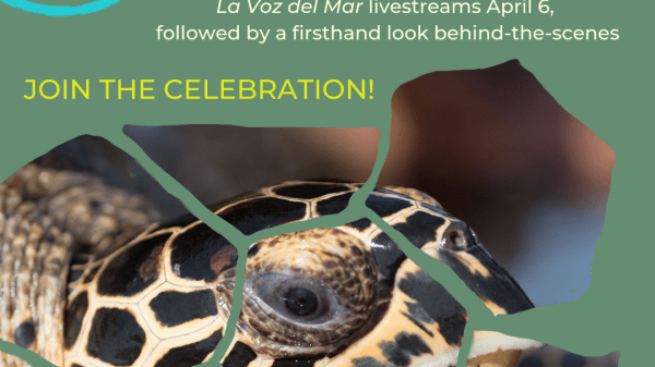 Green background with green text. Text is included in post. The bottom half of the graphic is a photo of a sea turtle.
