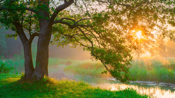 Sunlight streams through a tree near a stream