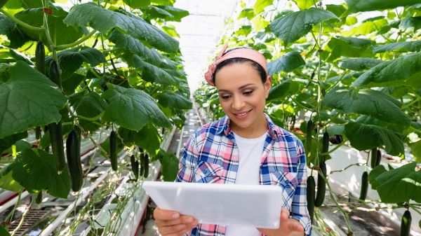 Cheerful farmer holding digital tablet near plants with cucumbers