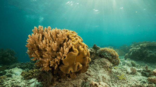 Image of Coral reef in Raja Ampat Indonesia