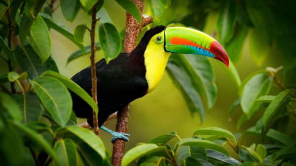 Toucan sitting on the branch in the forest, green vegetation.