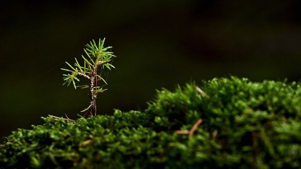 A single spruce seedling sprouting from a bed of moss