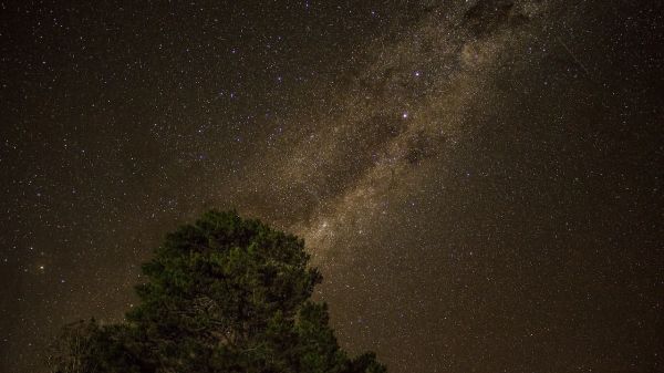 Tree silhouette against a starry sky