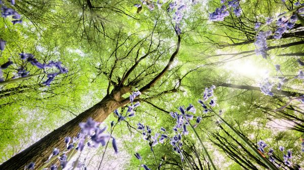image of tree and from ground looking upwards past bluebells and into green canopy