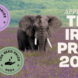 Elephant standing in field of purple flowers, white bold text on the right says, "Apply for The Iris Prize 2024"