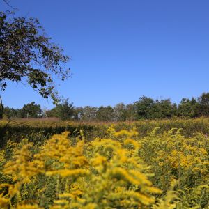 field in Kentucky