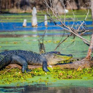 An alligator rests on a log in a pond