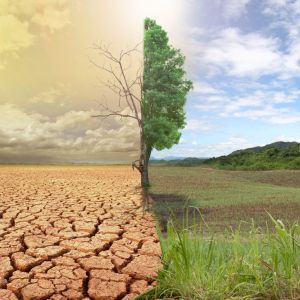 Umage of drought next to field showing impact of climate change