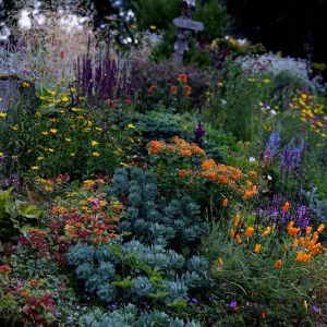 A colorful flower garden