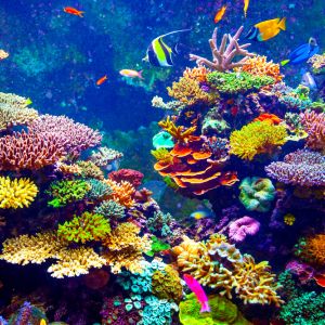 A colorful picture of a corral reef with fish.