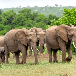 A herd of elephants standing close together in a forest clearing