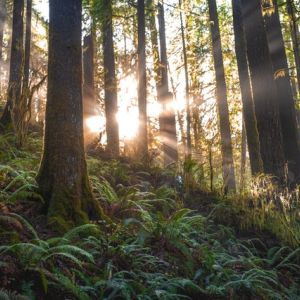 Forest with sunlight peeking through the trees