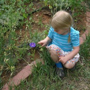 Wild School Gardens