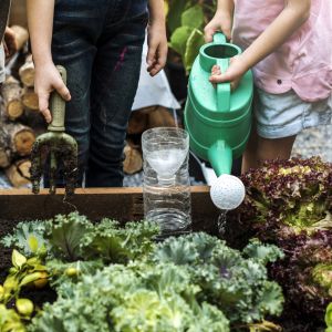 Picture of kid's arms with watering cans watering a raised bed school garden.