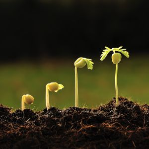 Seeds sprouting from soil