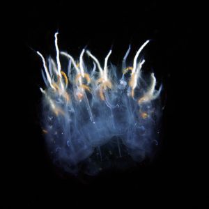 Salp in deep ocean.