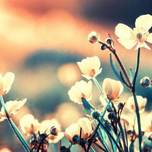 white flowers with light warming the petals, blurred background with warm and cool tones
