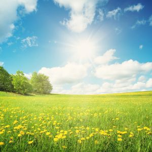 grassy hill with yellow wildflowers on a sunny day