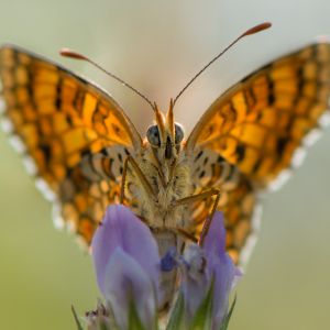 close up of monarch butterfly on iris