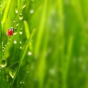A red lady beetle climbs a dew-dropped blade of grass on the left; the beetle is surrounded by other blades of grass with a blurred green grass background