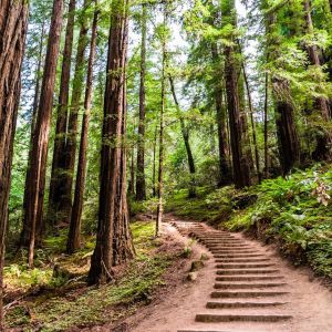 Steps along trail in Muir Woods.