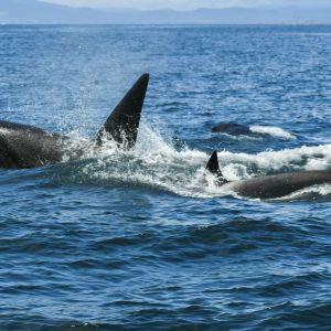 Toothed whales
