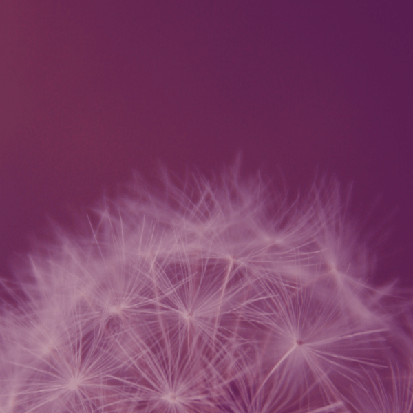 Top half of dandelion, resembles satellite connections around the globe. Purple.