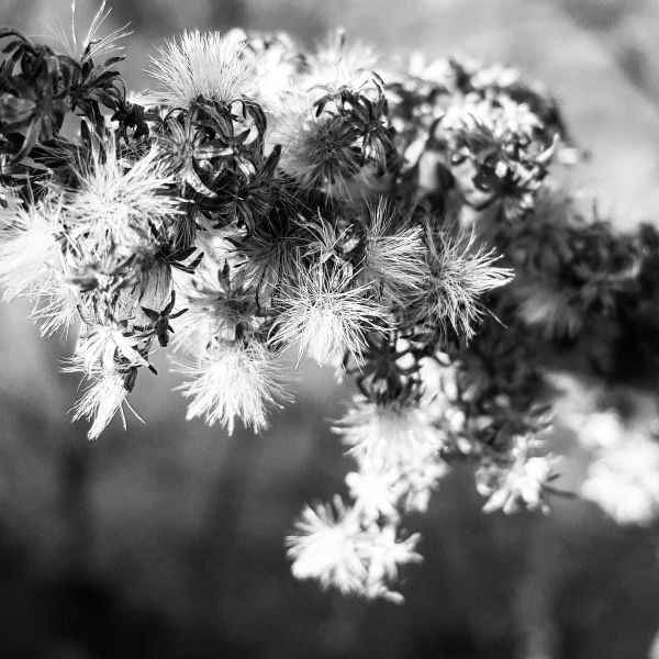 Black and White
