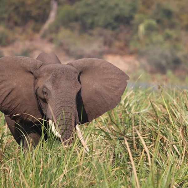 An elephant rises from tall grass