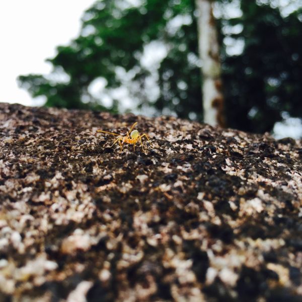 Ant