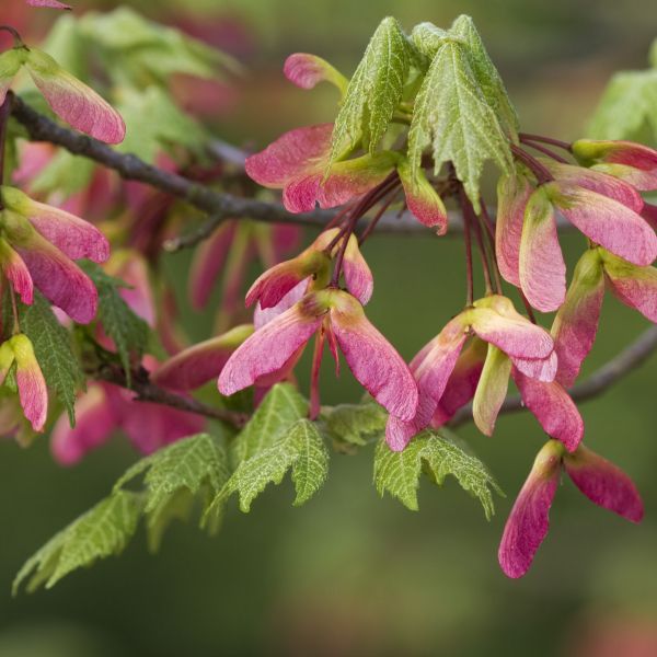 Pinkish Maple helicopters on a branch