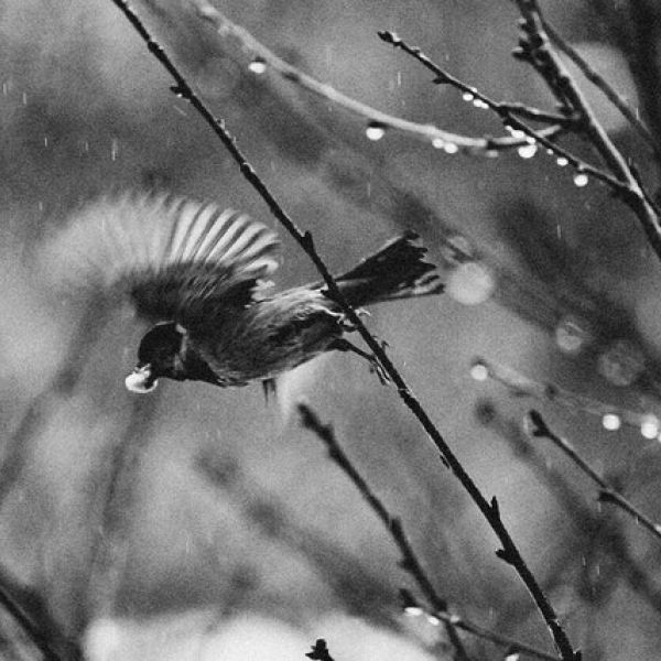 Grayscale Photo of a Bird Flying