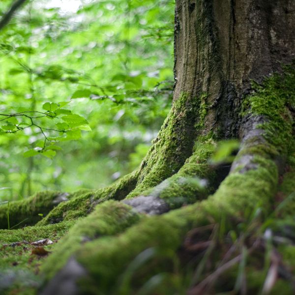 Green Tree Near Green Plants