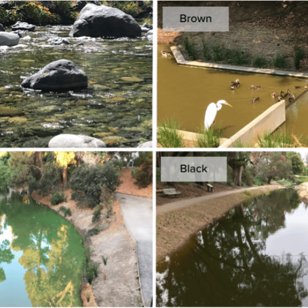 Four photos of different classifications of water: Clear, Brown, Green, Black 
