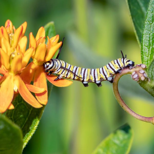 A caterpillar bridged between a flower and a leaf stem.