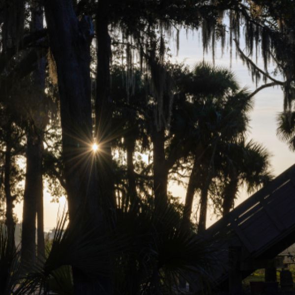 Photograph of tree silhouettes with a bit of sunshine peeking out