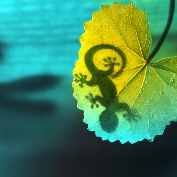 shadow of a lizard on a leaf 