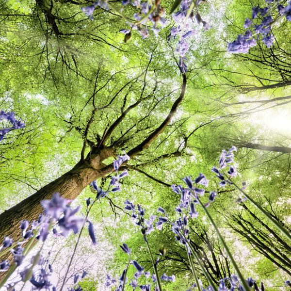 Looking up at a tree canopy, framed by blooming bluebell flowers