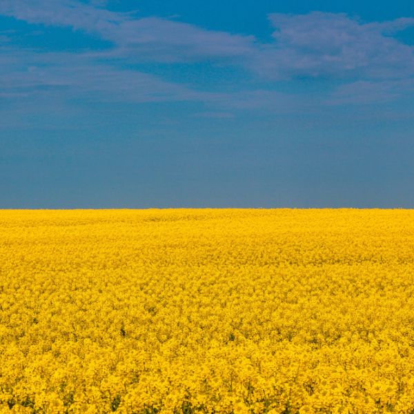 Ukraine landscape of yellow flowers and blue sky
