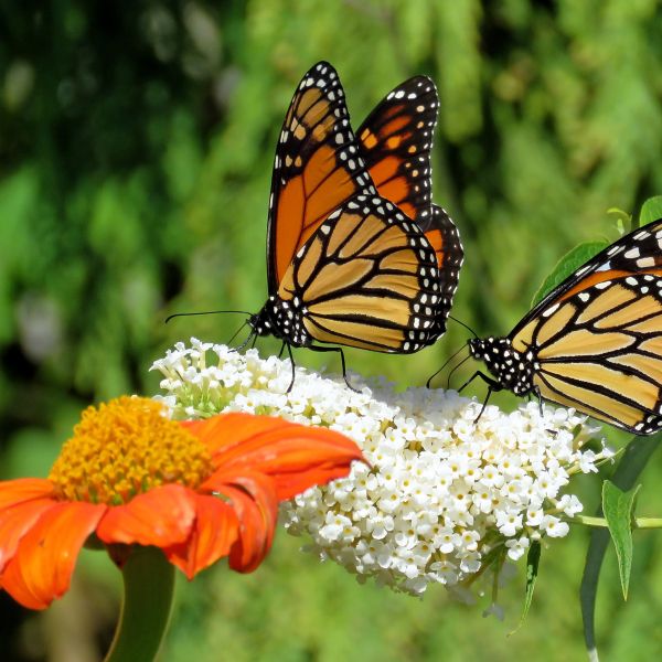 Two monarch butterflies on a flower