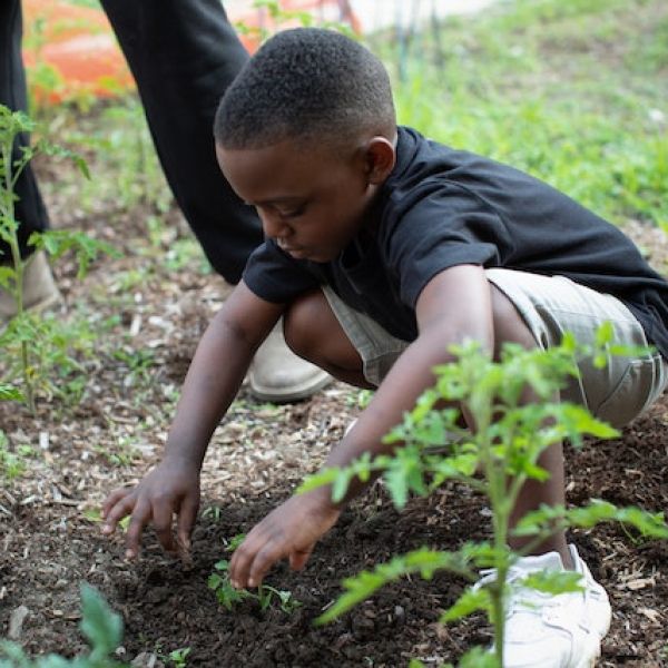 A Black child plants a seedling in a garden