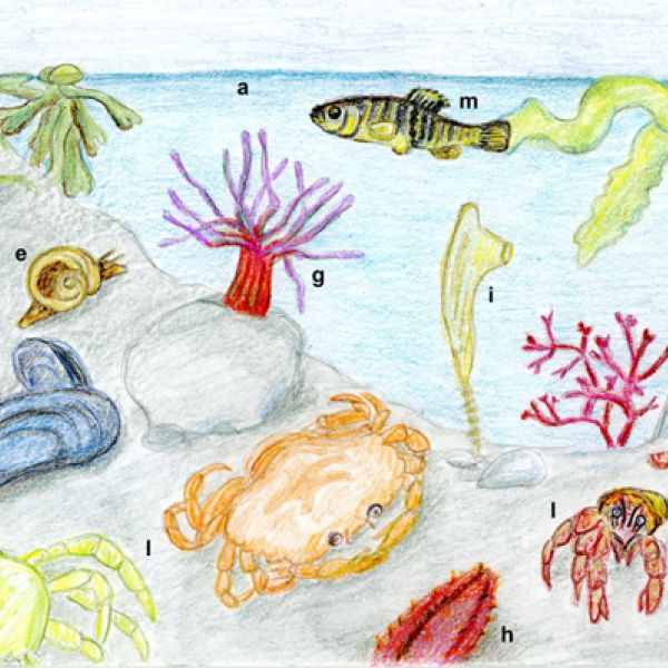 Illustration of a tide pool and a few critters like crabs, fish, anemones