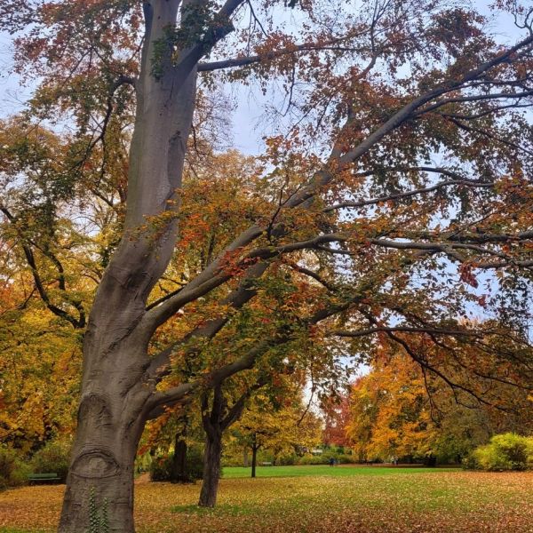 Beech Tree in Messelpark Berlin