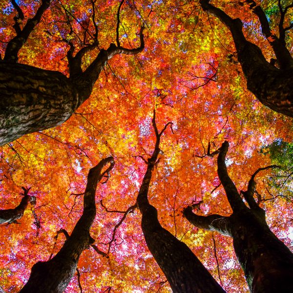 view of tall maple trees from ground with colorful autumn leaves
