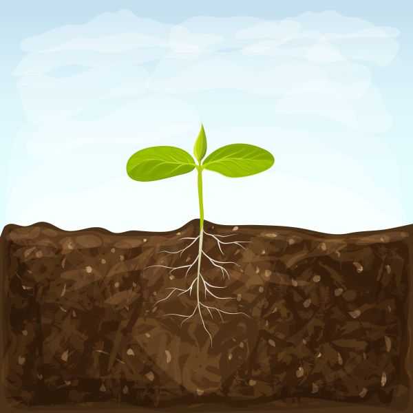 Illustration of a green sprout growing from the soil against a light blue sky